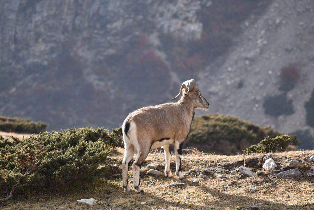 Bharal (commons.m.wikimedia.org/Daniel Krsek)