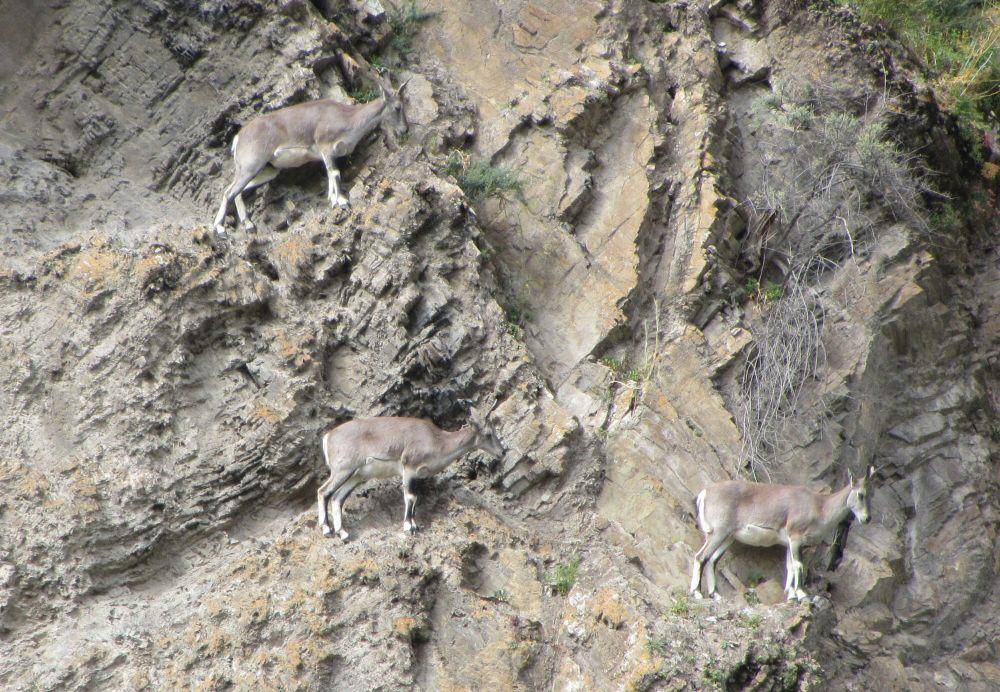 Bharal (commons.m.wikimedia.org/Lokershwar23)