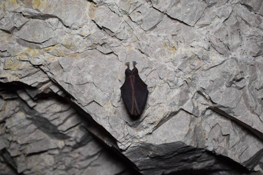 Kelelawar hibernasi dalam gua (pixabay.com/ MooreProtectionWien)