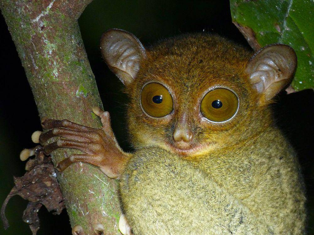 Tarsius bancanus borneanus (wikimedia.org/Bernard Dupont)