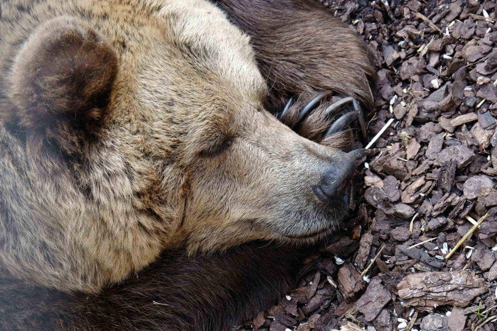 4 Fakta Menarik Hewan Hibernasi