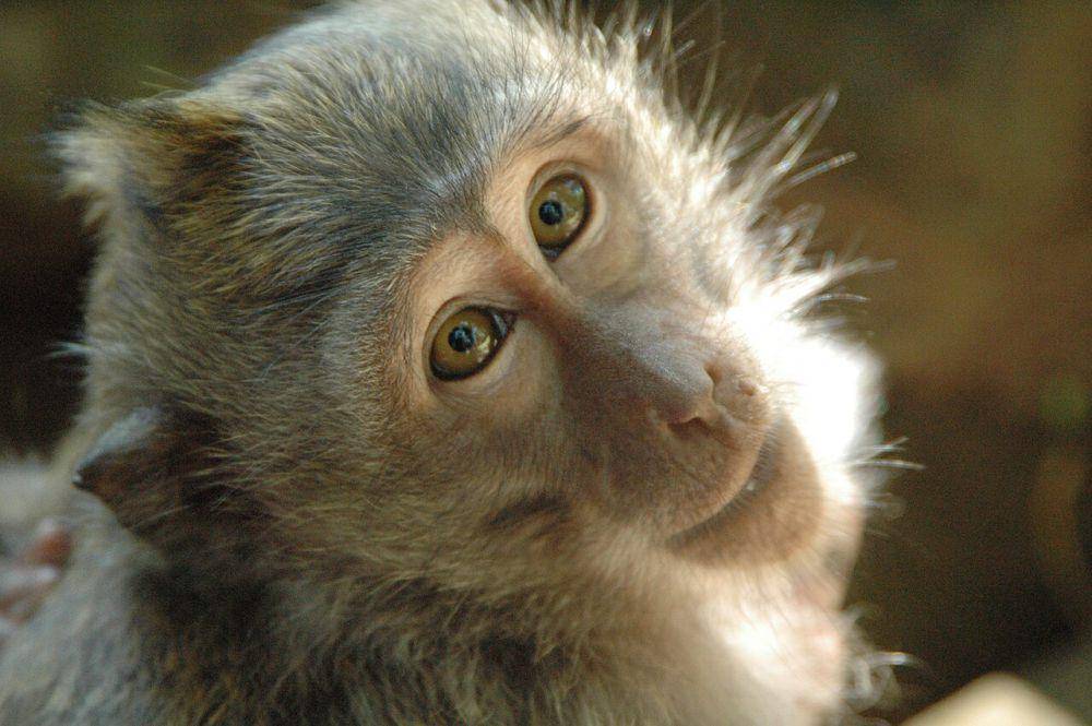 Macaca fascicularis (wikimedia.org/Shawn Allen)