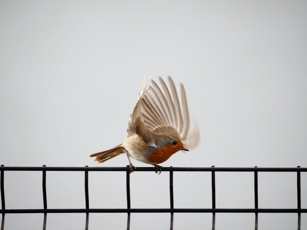 5 Manfaat Ajaib Burung untuk Kehidupan Manusia