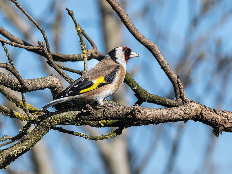 Goldfinch (commons.wikimedia.org/Isiwal)