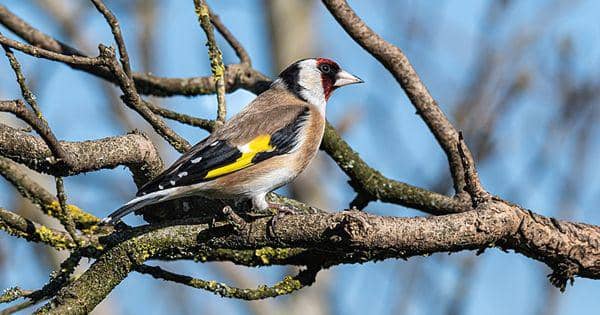 4 Spesies Burung Memukau asal Irlandia, Bikin Terpikat!