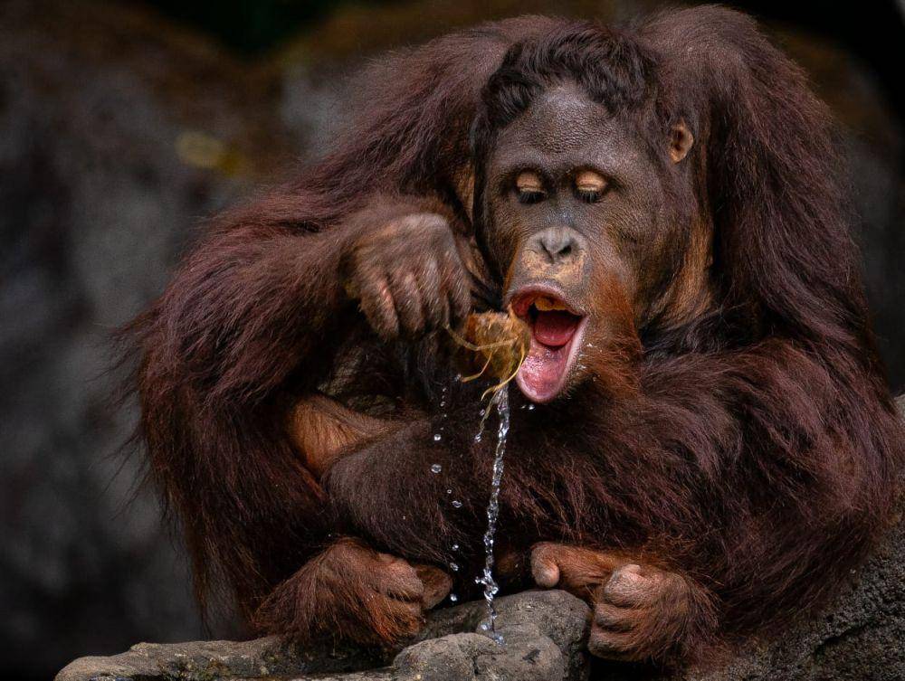 Foto Pemenang Utama Roadshow Karya Gerdie Hutomo Nurhadi (dok. Taman Safari Indonesia)
