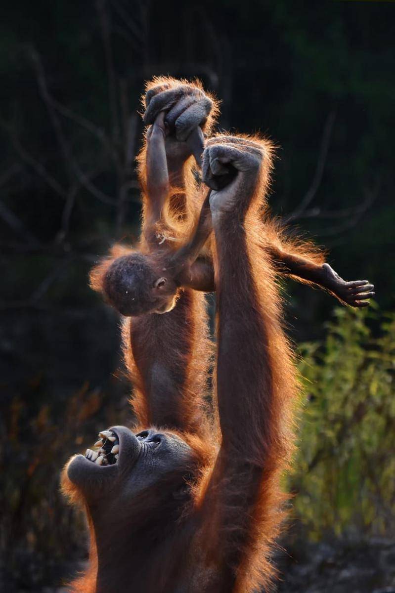 Foto Pemenang Pertama Kategori Photo Story karya Wibowo Rahardjo (dok. Taman Safari Indonesia)