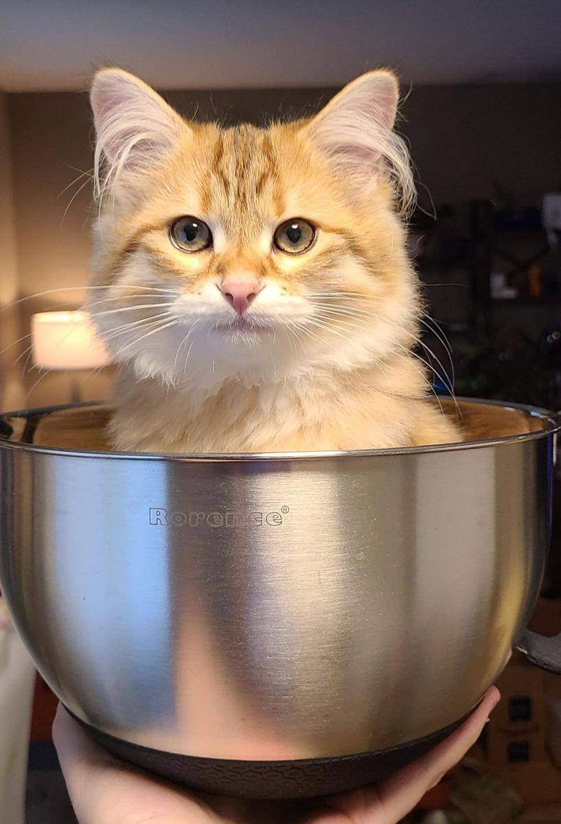 foto gemas kucing nongkrong di mangkuk (reddit.com/user/SoberSethy)