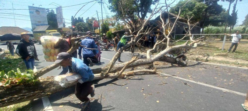 Pengendara di Lembang Meninggal Dunia Tertimpa Pohon Tumbang