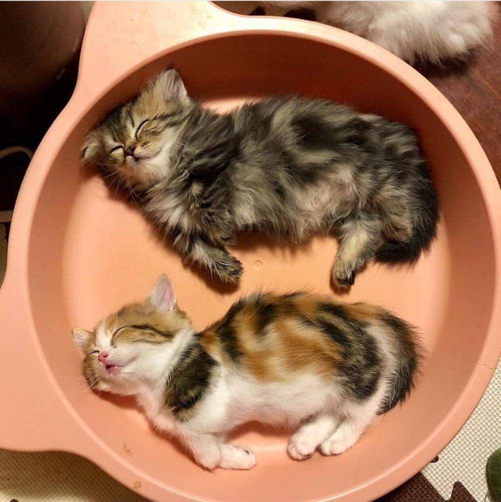 foto gemas kucing nongkrong di mangkuk (reddit.com/user/jerrylikobe)