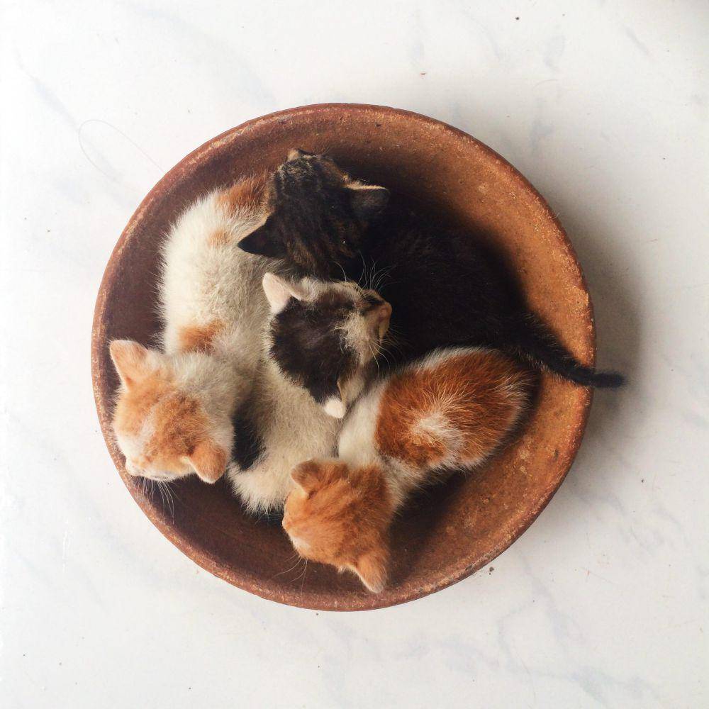 foto gemas kucing nongkrong di mangkuk (reddit.com/user/gelarki)