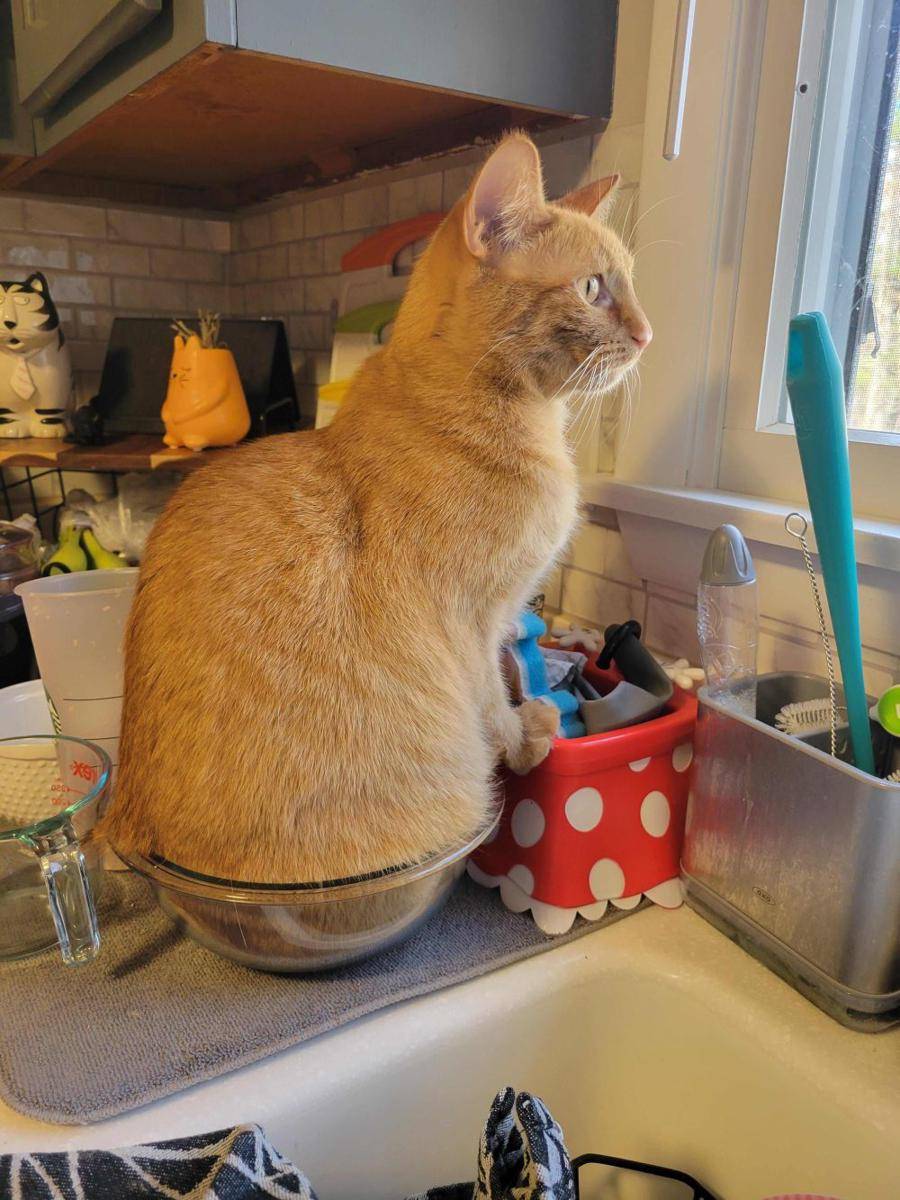 foto gemas kucing nongkrong di mangkuk (reddit.com/user/mrs_have_less)