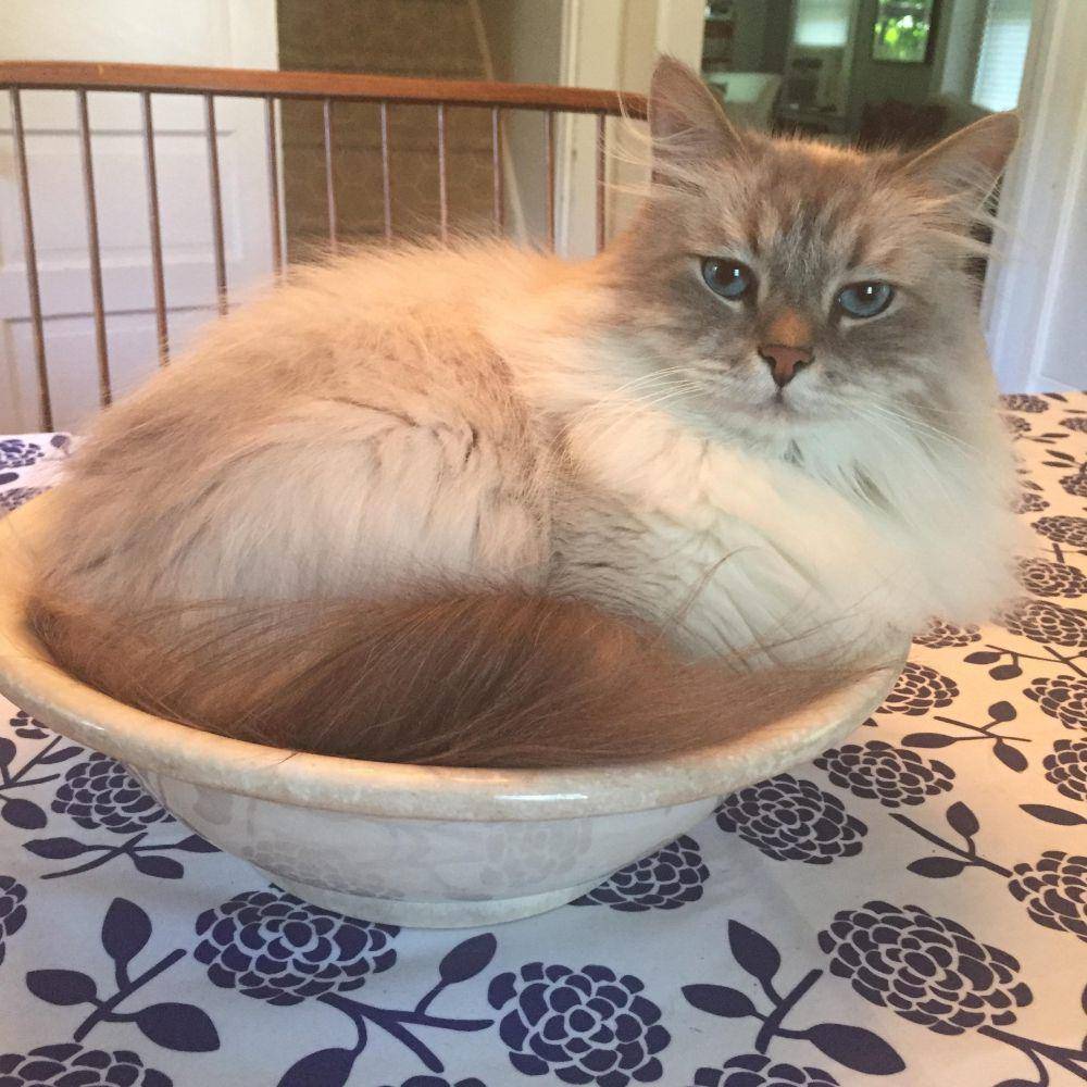 foto gemas kucing nongkrong di mangkuk (reddit.com/user/wppsi4)