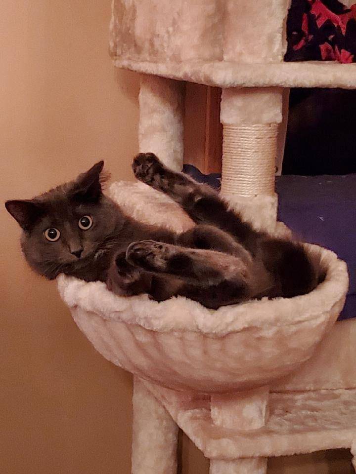 foto gemas kucing nongkrong di mangkuk (reddit.com/user/southpaw1594)