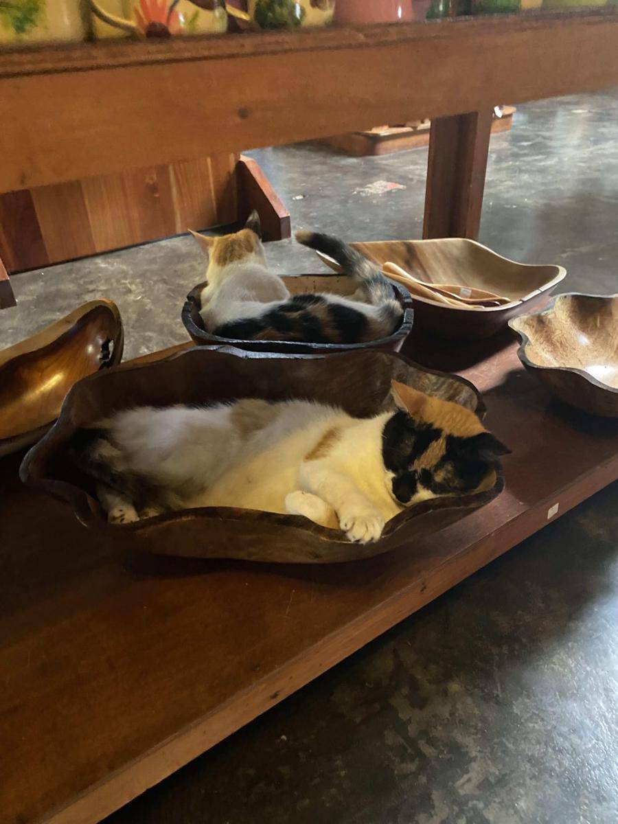 foto gemas kucing nongkrong di mangkuk (reddit.com/user/Buz_Man)