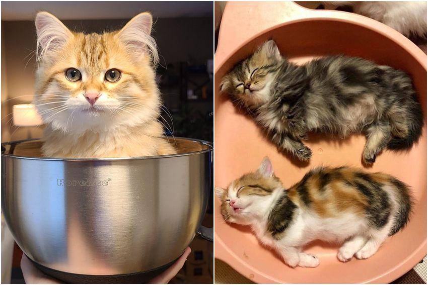 kolase foto gemas kucing nongkrong di mangkuk (reddit.com/user/SoberSethy | reddit.com/user/jerrylikobe)