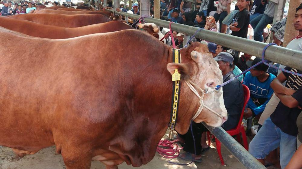 Ratusan Ekor Sapi Jumbo Ikuti Kontes di Tulungagung