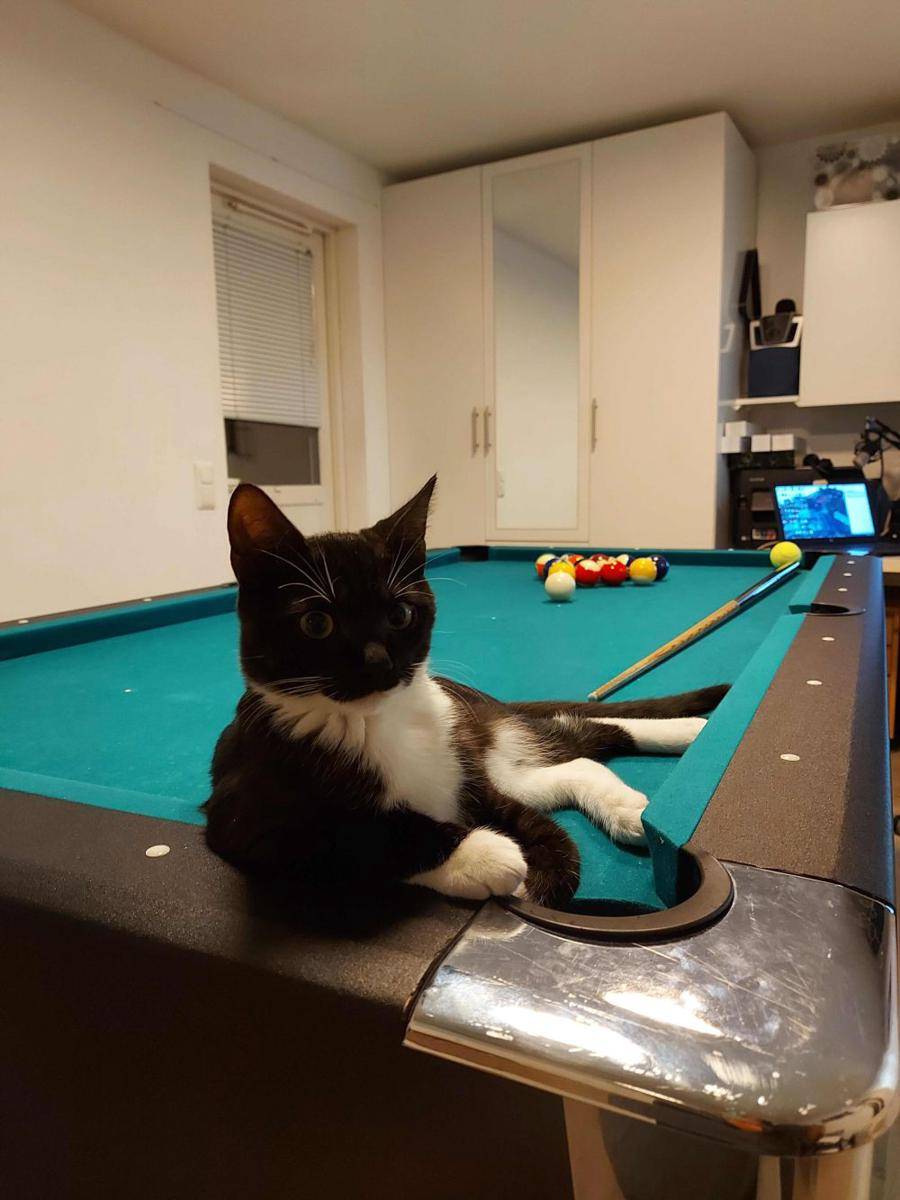 potret kucing bersantai di atas meja biliar (reddit.com/user/Orekaano)
