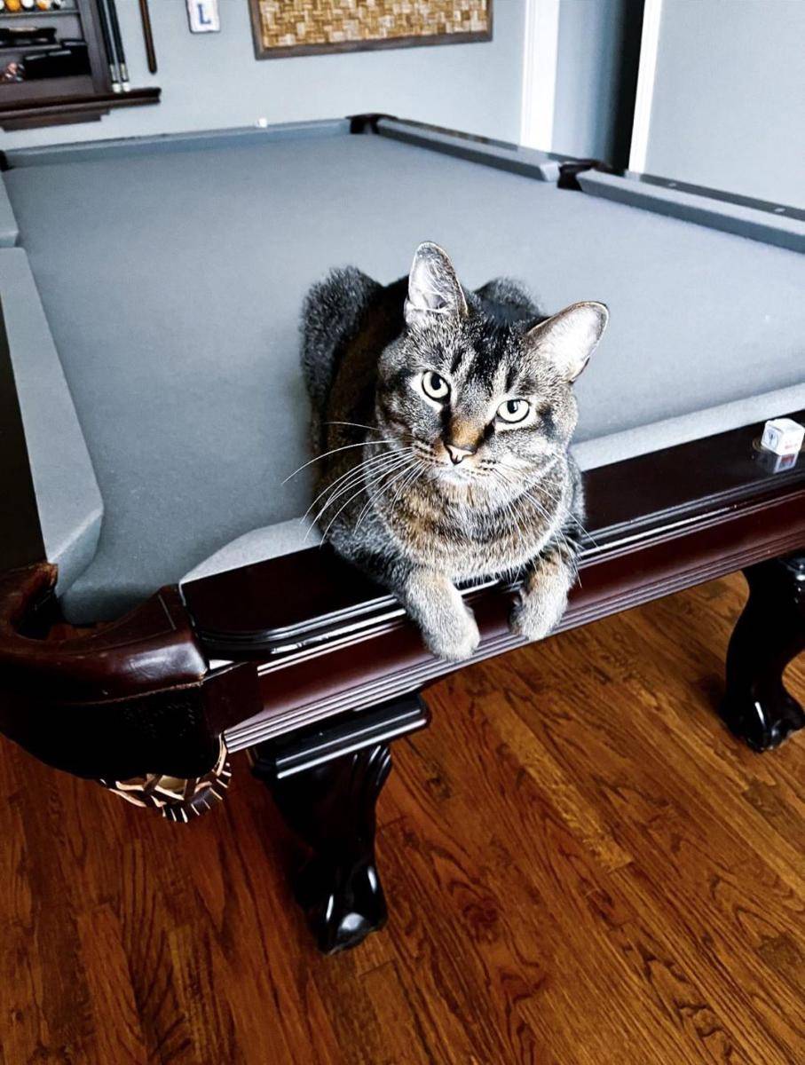 potret kucing bersantai di atas meja biliar (reddit.com/user/No-Estate-7010)