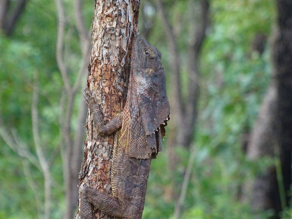 Kadal berjumbai (commons.m.wikimedia.org/Mark Bolnik)