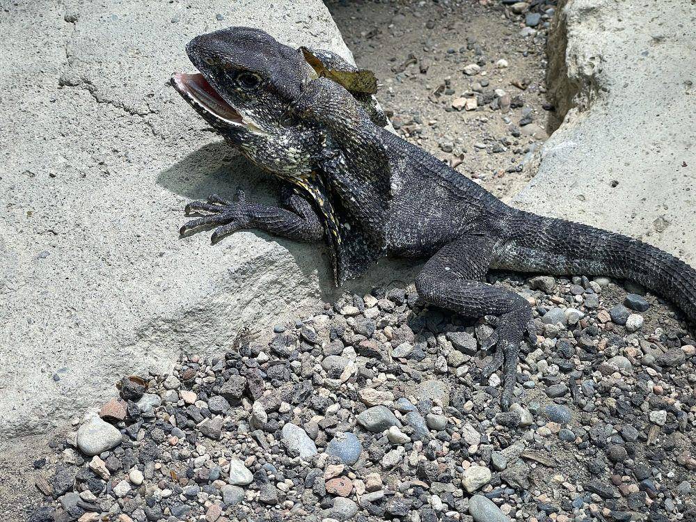 Kadal berjumbai (commons.m.wikimedia.org/Amada44)
