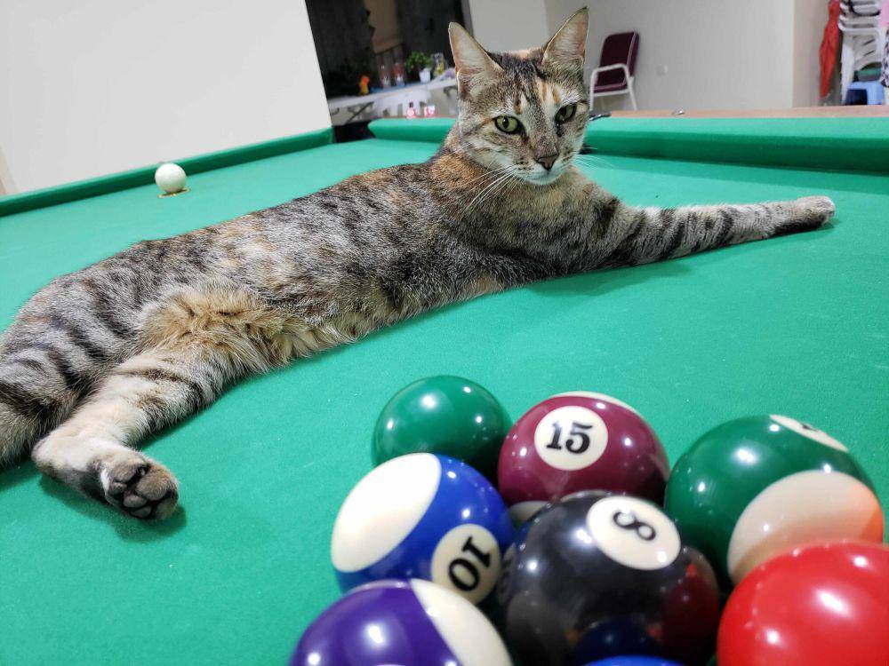 potret kucing bersantai di atas meja biliar (reddit.com/user/guyrapong)