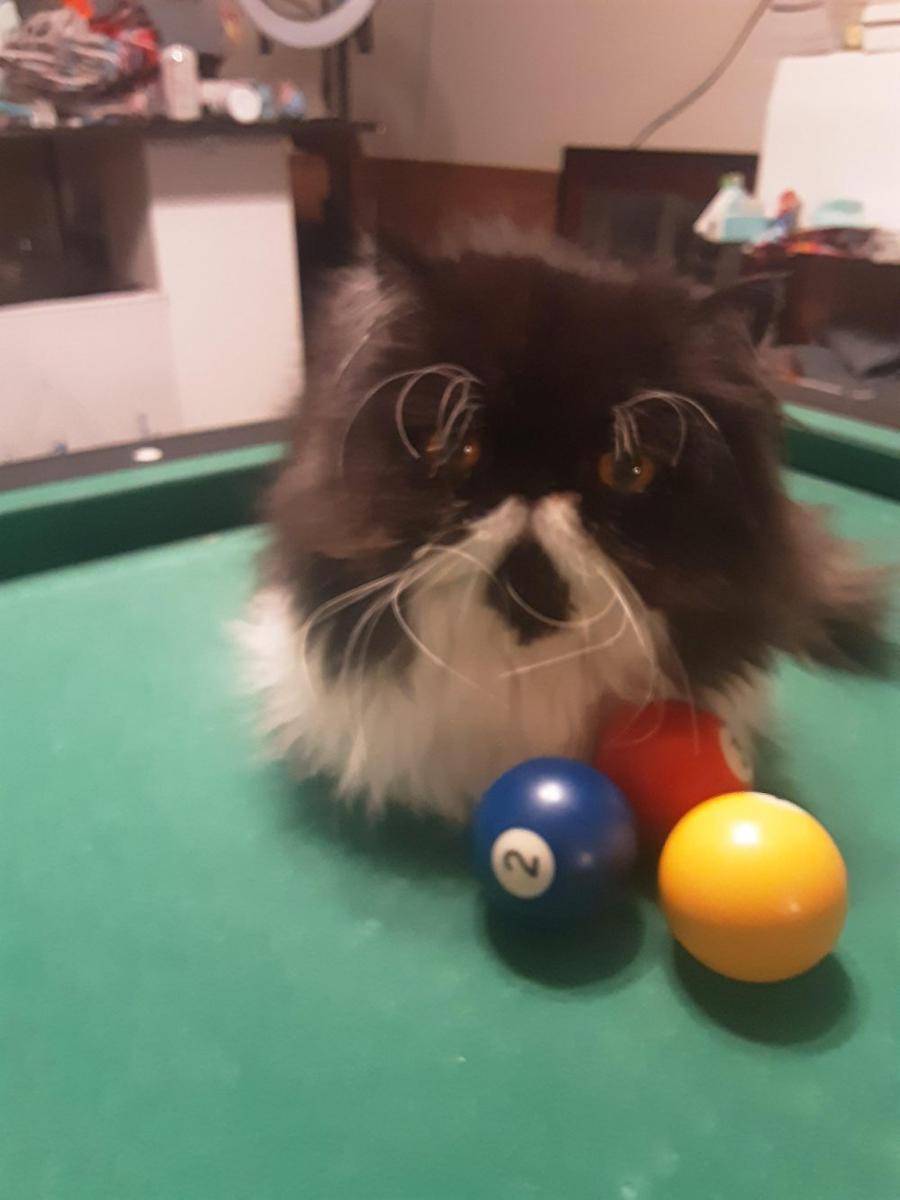 potret kucing bersantai di atas meja biliar (reddit.com/user/stupedaso00)