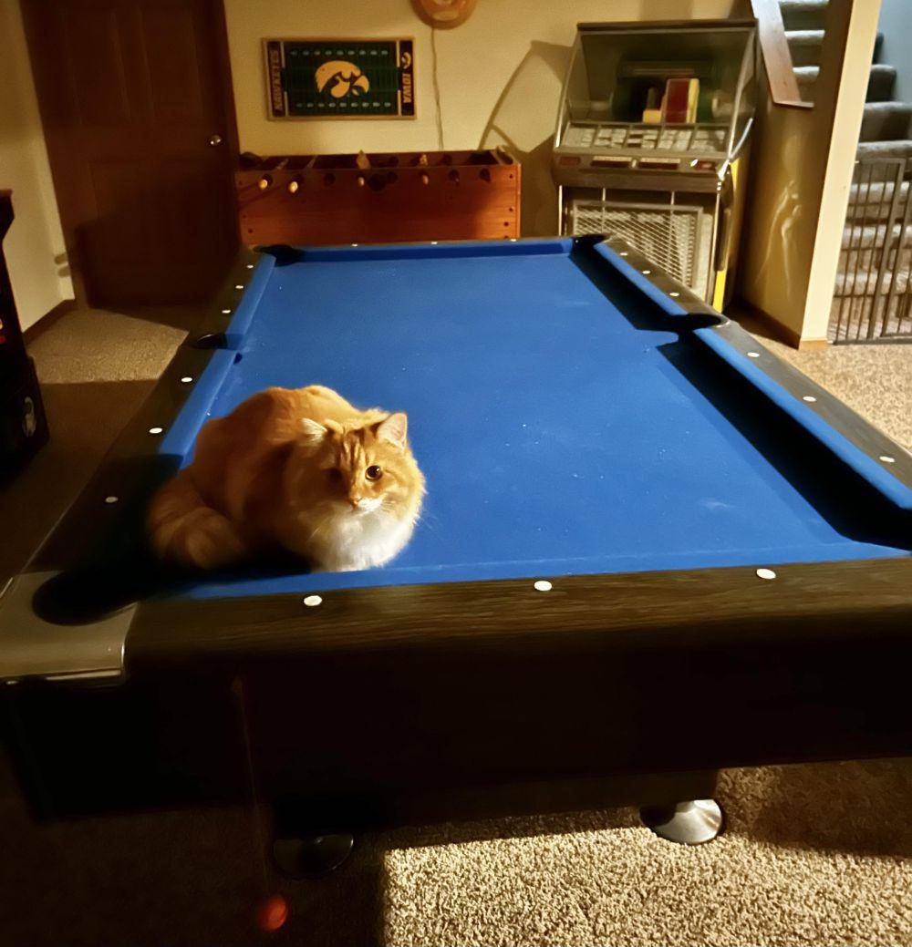 potret kucing bersantai di atas meja biliar (reddit.com/user/cherryautumn02)