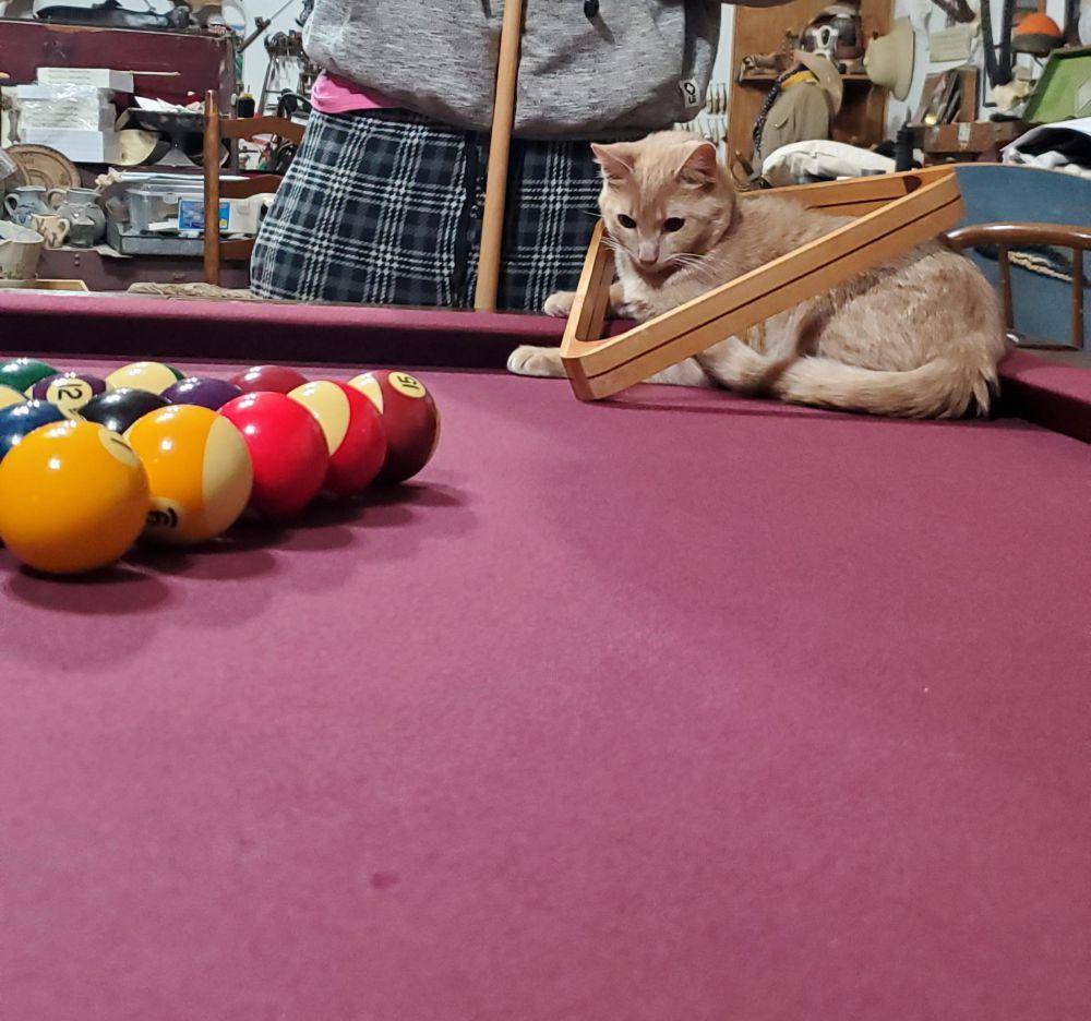 potret kucing bersantai di atas meja biliar (reddit.com/user/redpandaboiz)