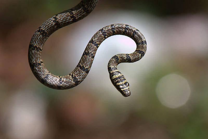 Flying snake (commons.wikimedia.org/Gihanjayaweera)