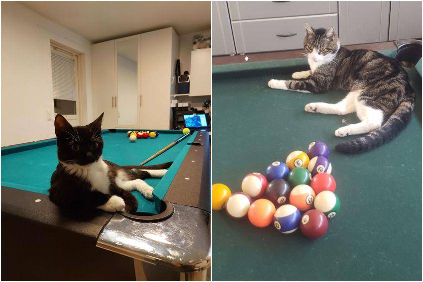 kolase potret kucing bersantai di atas meja biliar (reddit.com/user/Orekaano | reddit.com/user/Jesuisleroidumonde)