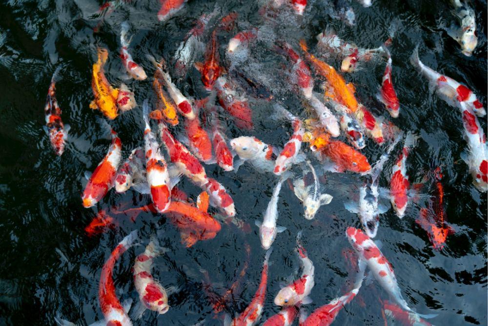 5 Tips Menjaga Kolam Ikan Agar Tetap Jernih, Praktikkan!