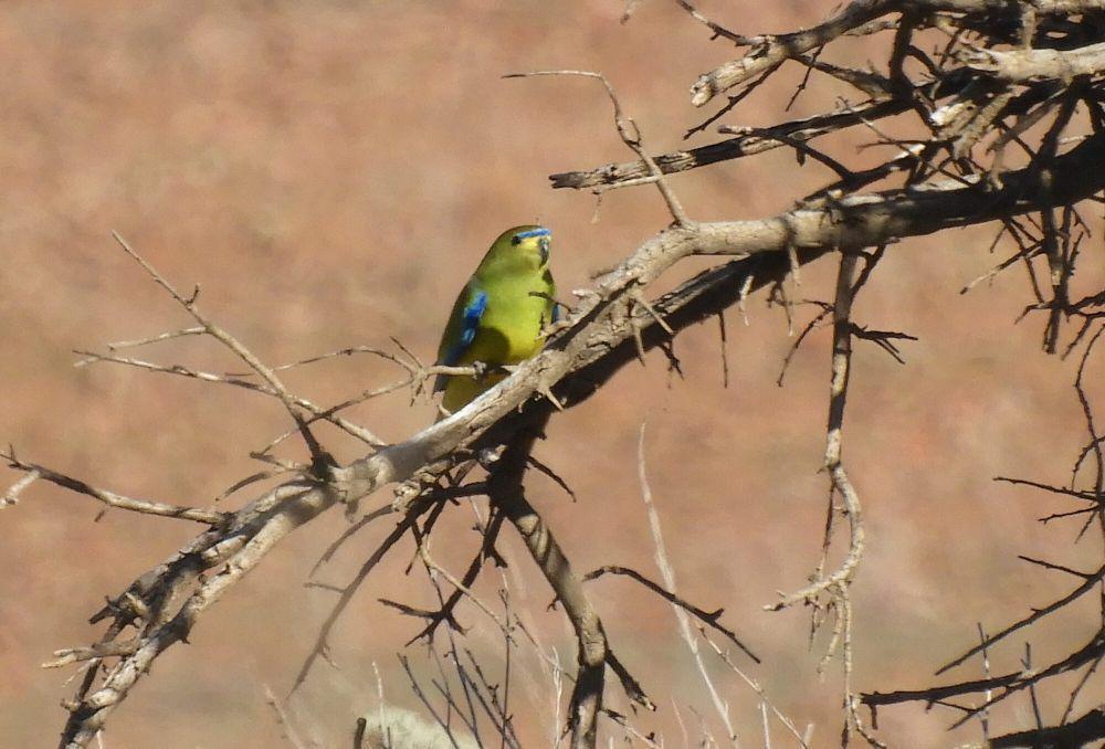 6 Fakta Menarik Elegant Parrot, Burung Menawan dari Australia