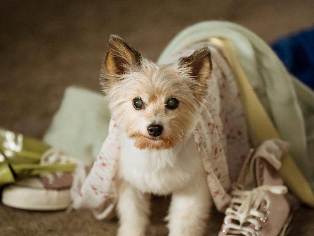 Potret salah satu anjing yang ditakuti oleh Jin Seo Won. (instagram/@mbcdrama_now)