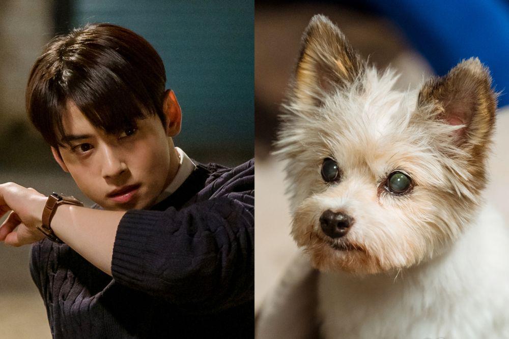 Fakta Cynophobia yang Dialami Jin Seo Won di A Good Day to be a Dog