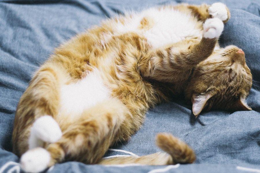 Kenapa Kucing Mendengkur, Apakah Mereka Merasa Nyaman?