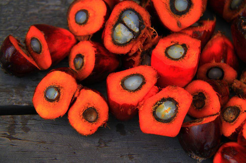 kelapa sawit (pixabay.com/Tafilah Yusof)