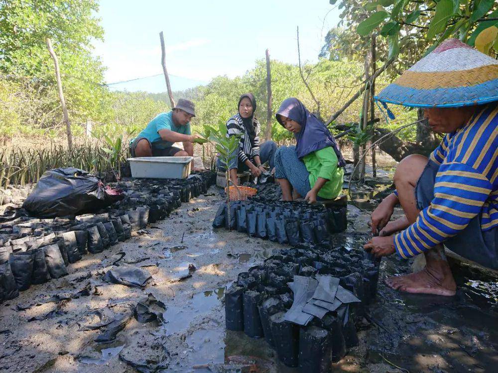 Masyarakat sekitar melakukan pembibitan mangrove. (instagram.com/andespindeepwestsumatera)