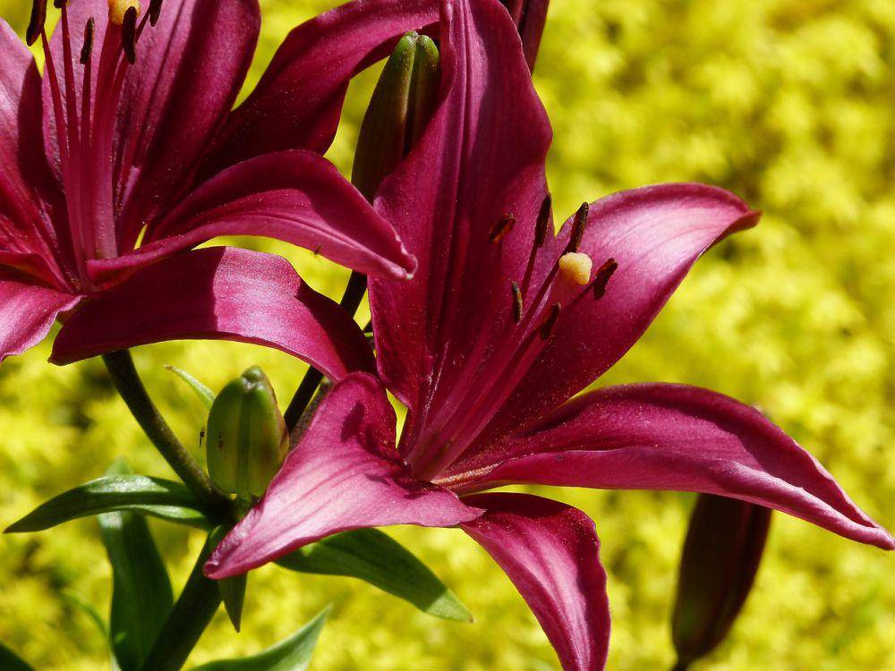 ilustrasi bunga daylily (pixabay.com/ArtTower)