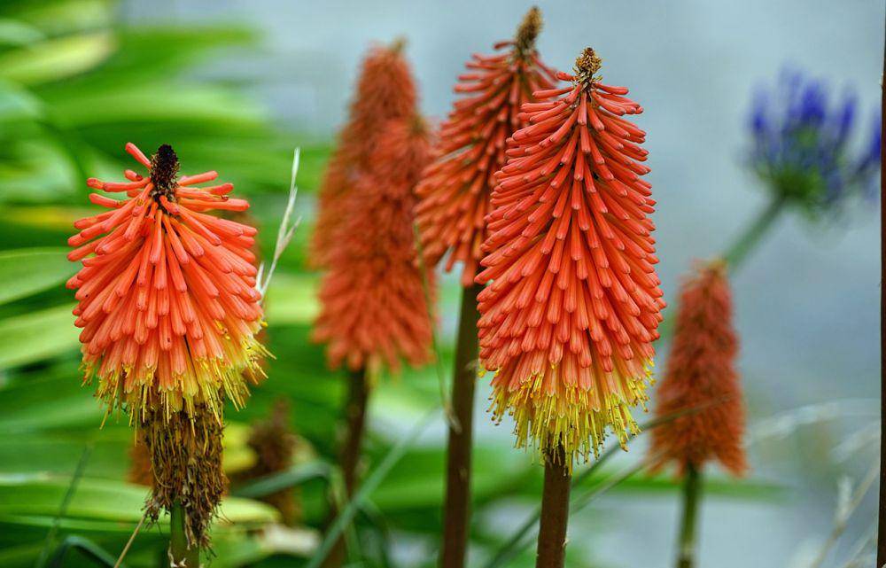 ilustrasi bunga red hot poker (pixabay.com/ Barni1)