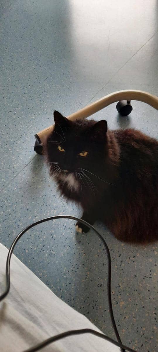 potret kucing nongkrong di rumah sakit (reddit.com/user/oldkiwigal)