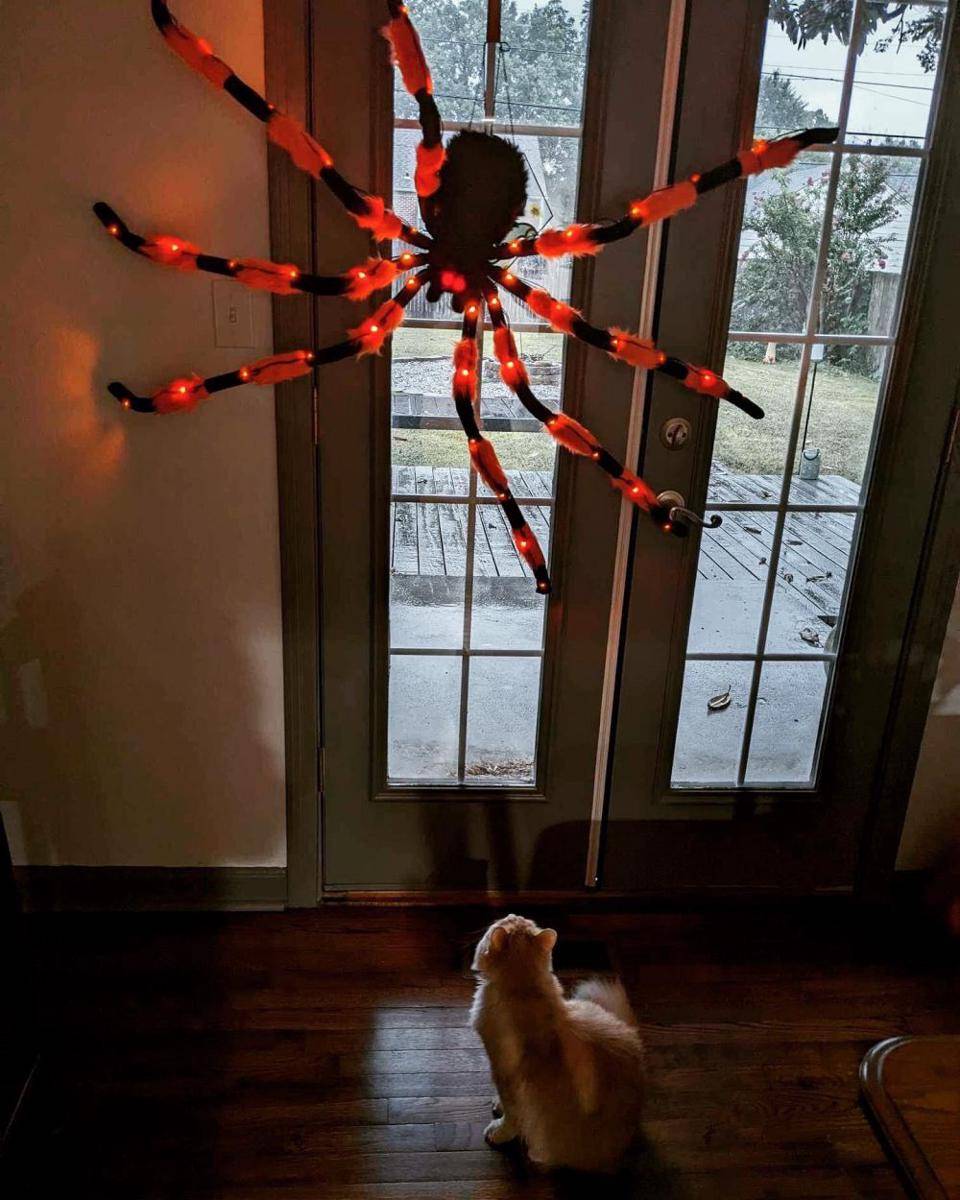 potret dekorasi laba-laba untuk Halloween (reddit.com/user/jamima1990)
