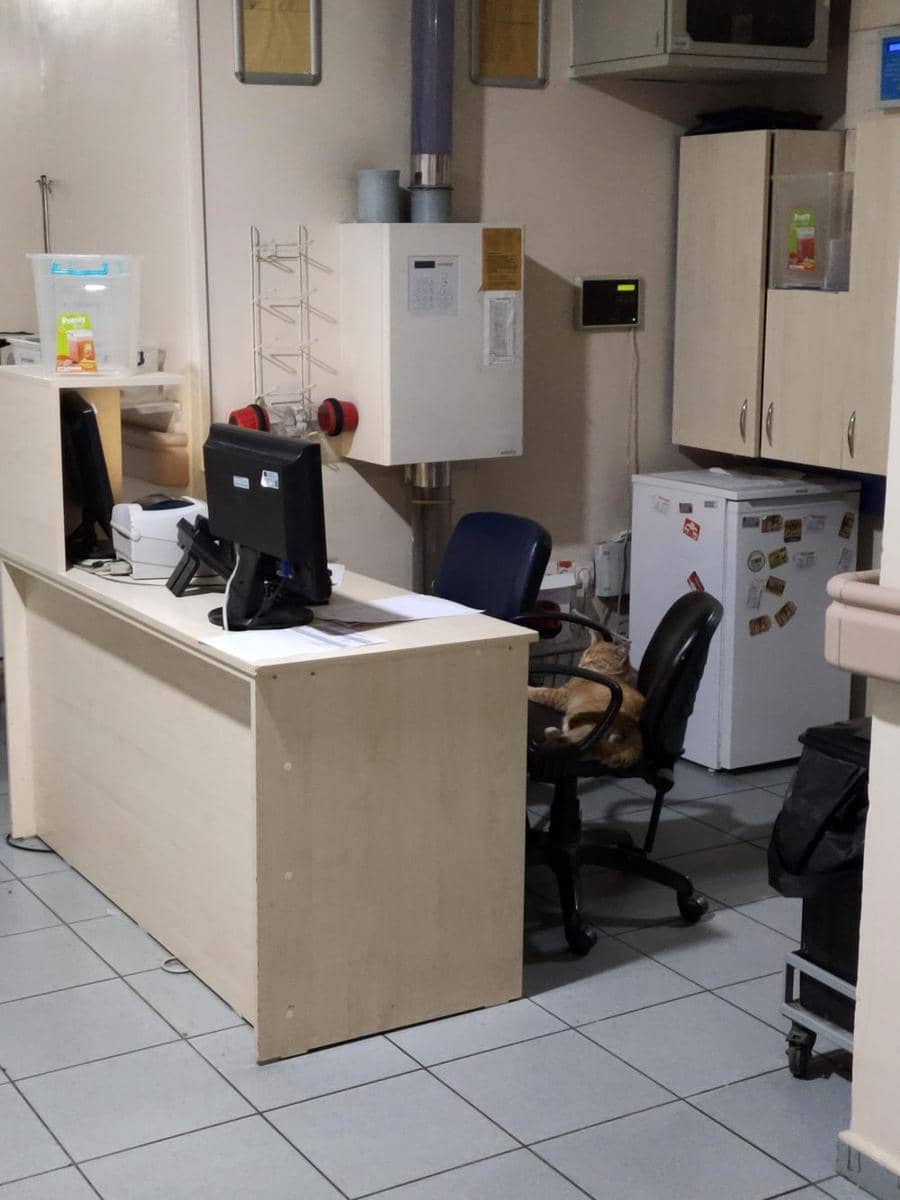 potret kucing nongkrong di rumah sakit (reddit.com/user/KendricAmca)