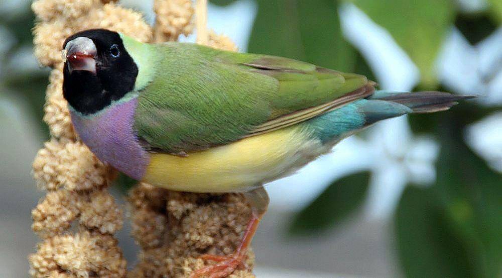 Gouldian finch (commons.m.wikimedia.org/David J. Stang)