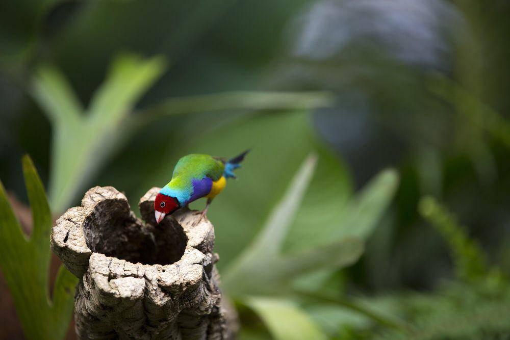 Gouldian finch (commons.m.wikimedia.org/Olga1969)