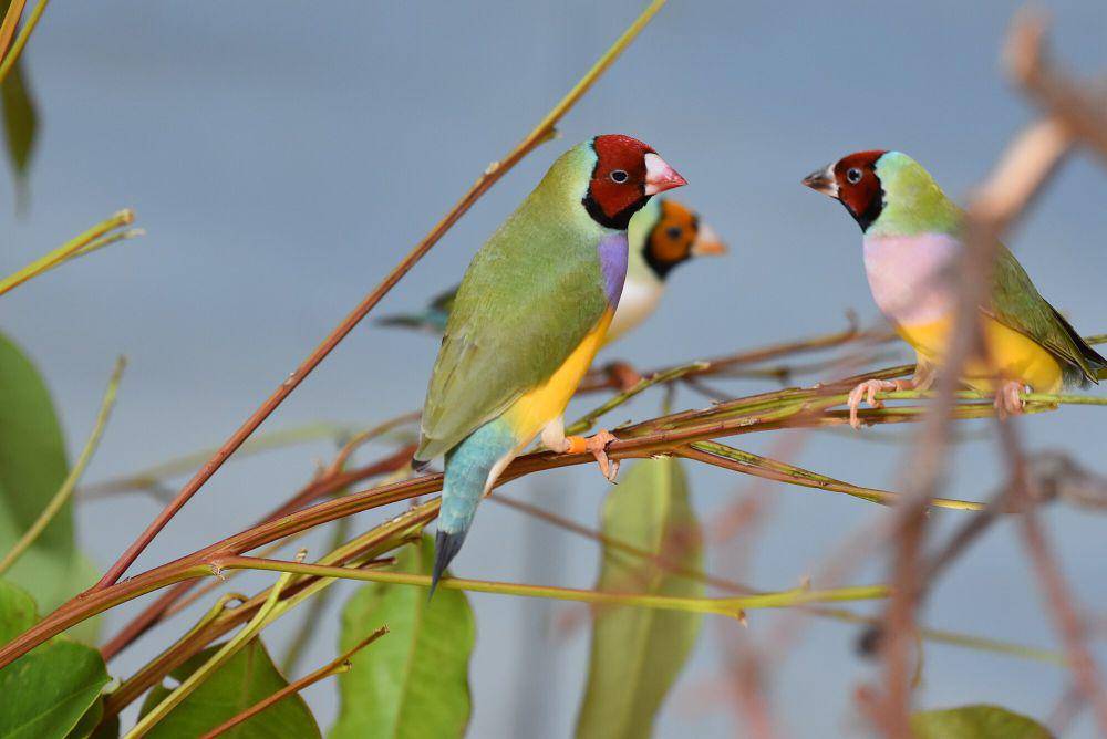 Gouldian finch (commons.m.wikimedia.org/Iwolfartist)
