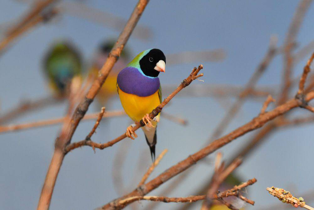 Gouldian finch (commons.m.wikimedia.org/Iwolfartist)