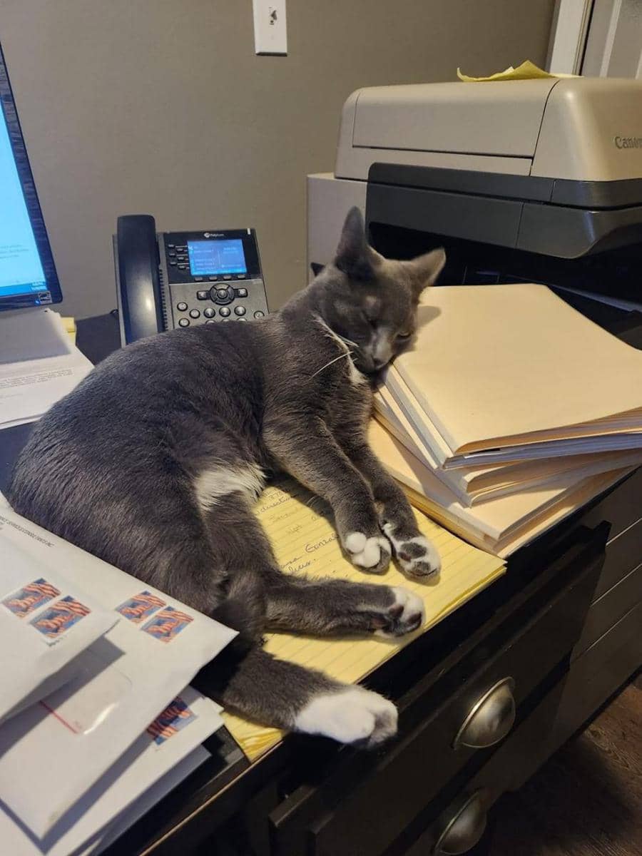 potret kucing nongkrong di rumah sakit (reddit.com/user/AbyssalDemon54)