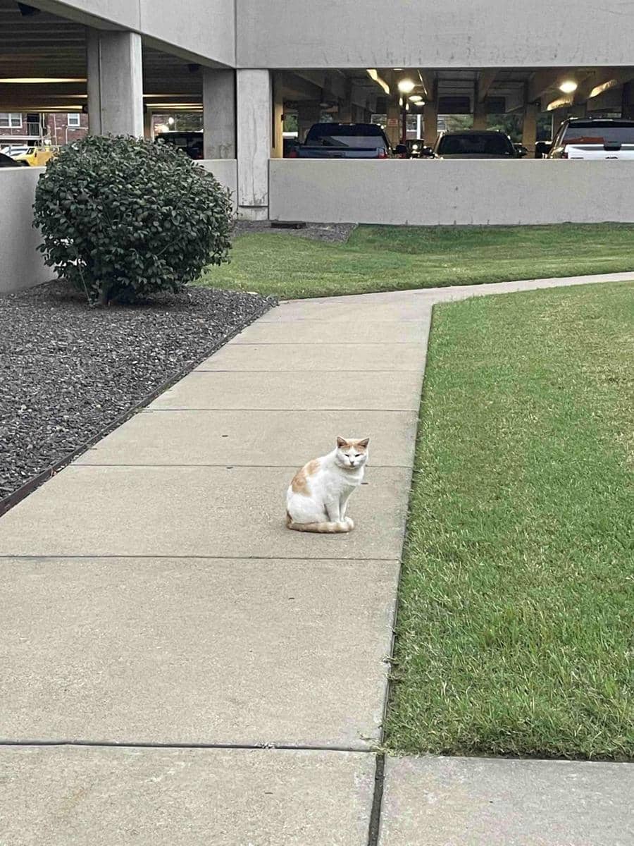 potret kucing nongkrong di rumah sakit (reddit.com/user/shortgirl4_11)