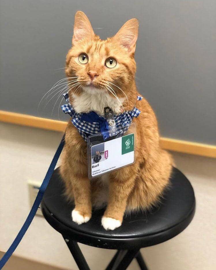 potret kucing nongkrong di rumah sakit (reddit.com/user/nipplezandtoez23)